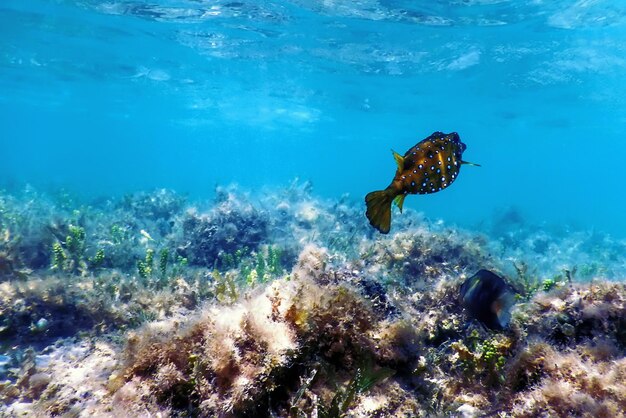 Yellow boxfish Ostracion cubicus Underwater