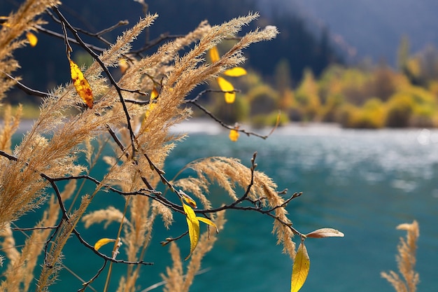 Yellow branch of a plant on a blurred lake background. Nature in the fall.