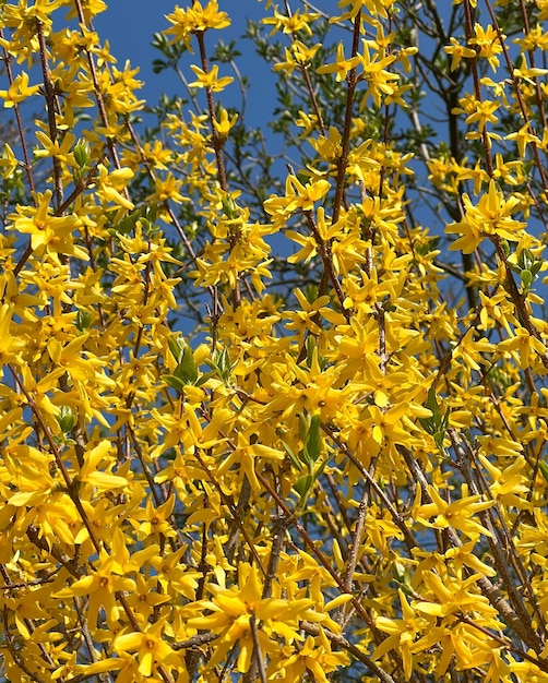 yellow bright flowers on the bushes in the park in spring