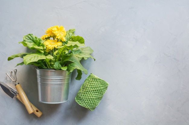 Yellow bright gerbera, gardening tolls.