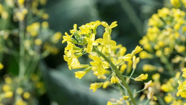 Yellow broccoli flower in the vegetable garden.