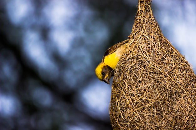 Foto il passero dai sopraccigli gialli sta saldamente sul suo nido sotto l'albero nel suo habitat naturale