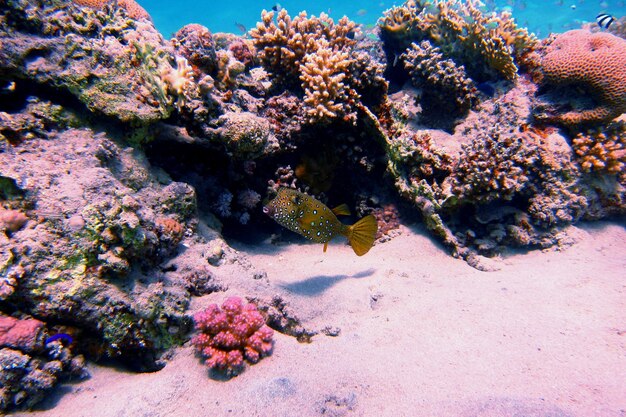 Yellow brown boxfish