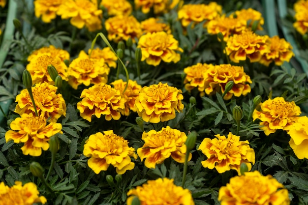 Yellow brown flower in a cluster