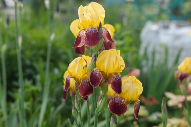 黄褐色のアイリスは外で育ちます。雨が降っている。庭の花