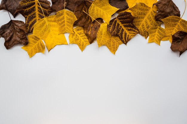 Yellow and brown leaves on white background