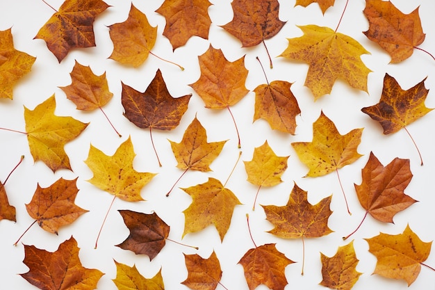 Yellow and brown maple leaves on white background