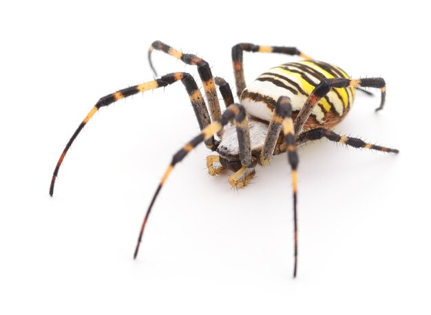 Yellow and brown spider