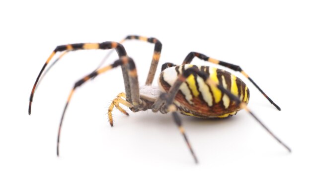 Yellow and brown spider