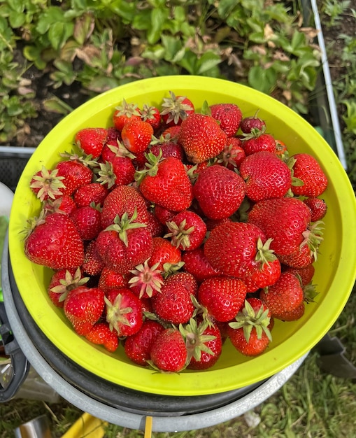 A yellow bucket of strawberries that is full of strawberries.