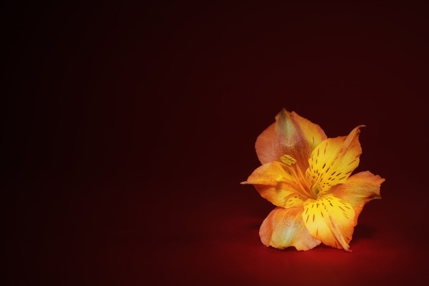 Yellow bud of alstroemeria flower on a red-burgundy background. Selective focus. Postcard.