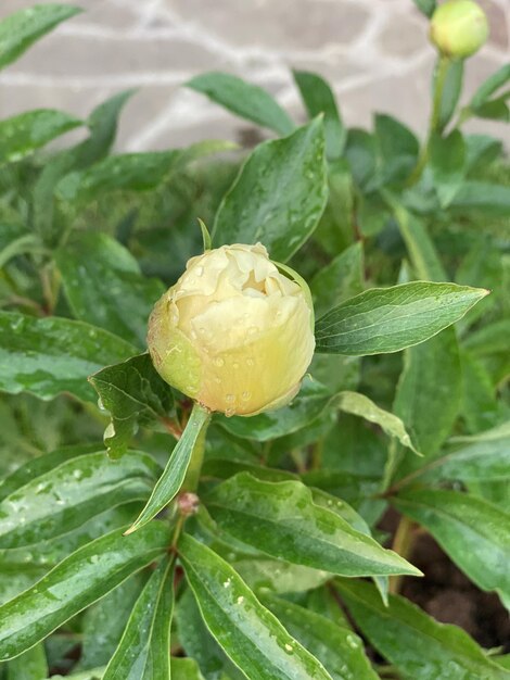 Yellow bud of peony after the rain in the garden