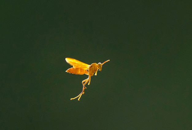 A yellow bug with a long tail is flying in the air.