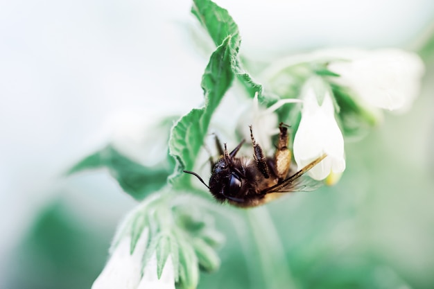 Yellow bumblebee collects pollen from a beautiful flower on a soft blurry white wall. The concept of spring or summer in the rays of the morning sun on nature. Copy space, macro.