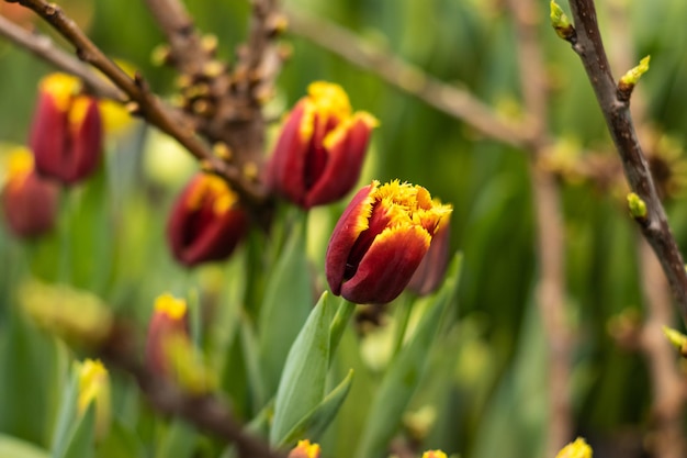 Yellow-burgundy tulip flowers bloom in the greenhouse in early spring