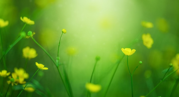 牧草地に黄色のキンポウゲの花