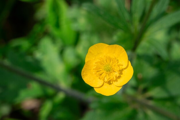 黄色いバターカップの花