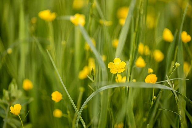 夏の草原の自然な表面の草に黄色いキンポウゲの花が咲く