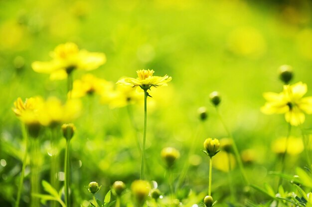 Yellow buttercup flowers with floral light bokeh background in spring garden macro shot with copy space for text