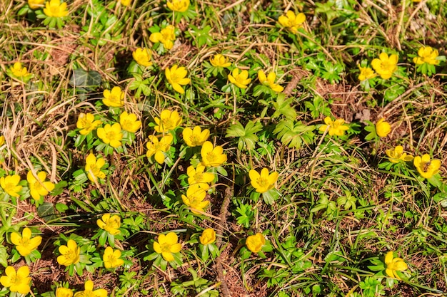 Yellow buttercups on the meadow