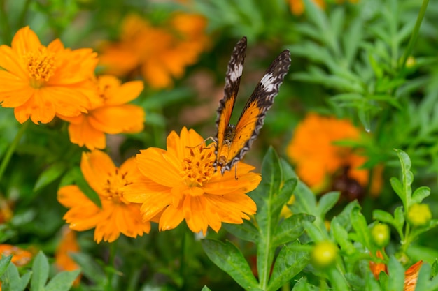 Yellow Butterfly catch on yellow Cosmos flowers