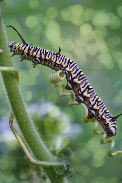 여름날 산림 식물에 노란 나비 애벌레 Papilio.