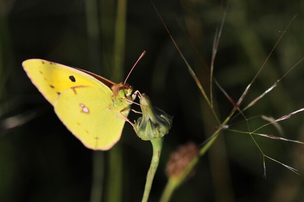 Желтая бабочка Colias Philodice, на цветке, зеленом фоне.