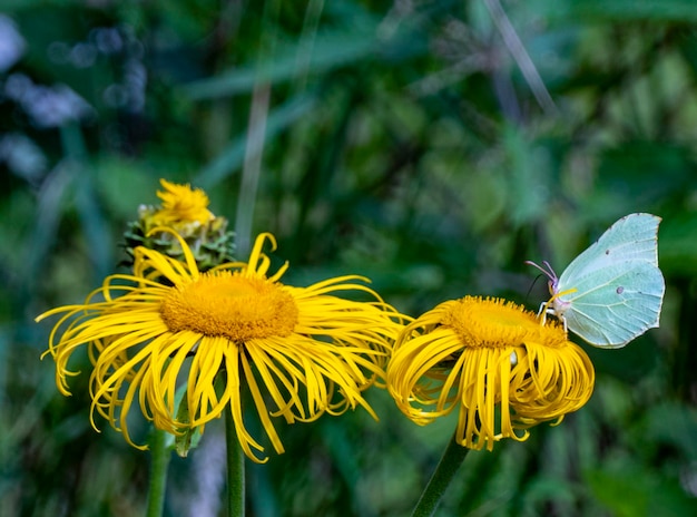 노란 나비 gopteryx rhamni는 큰 노란색 elecampane 꽃에서 꿀을 수집합니다