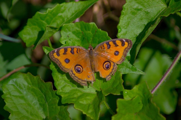 Yellow butterfly on green leaf