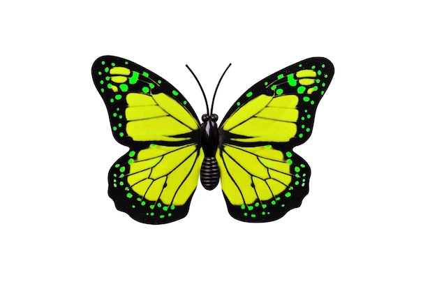 Yellow butterfly isolated on white background top view Yellow butterfly with green spots as an element for design