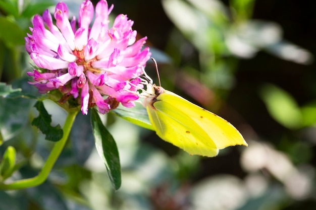 ピンクのクローバーの花、夏と春の背景に黄色の蝶