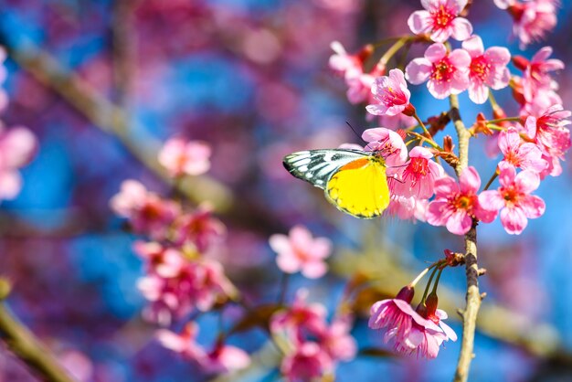 Yellow butterfly on Sakura flower with blue sky , nature background