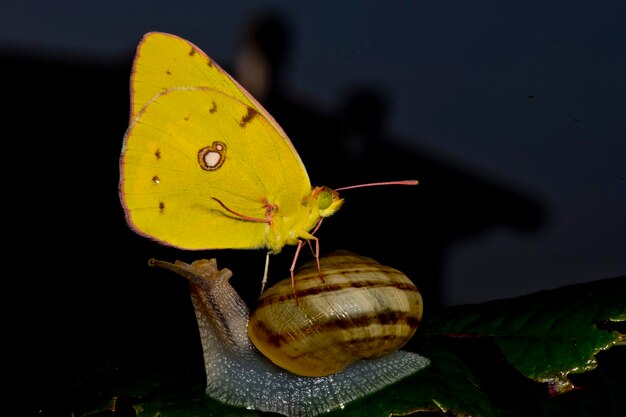 A yellow butterfly on a snail