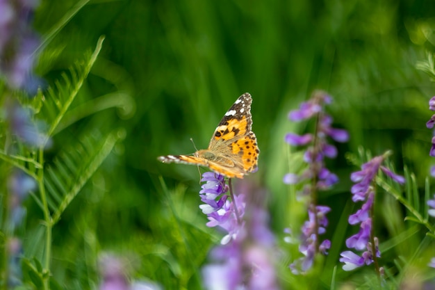 Желтая бабочка на весеннем цветке