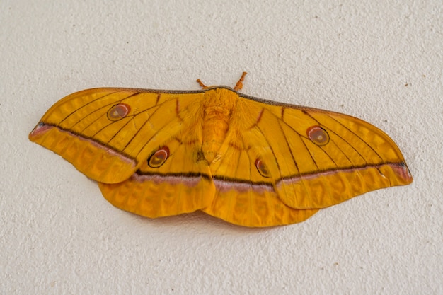 Yellow butterfly on the white wall