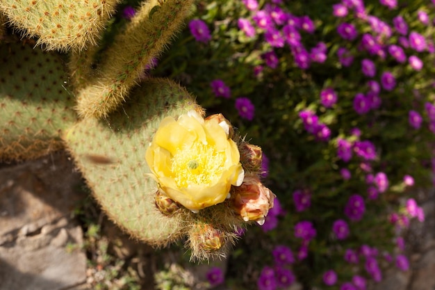 黄色いカクタスの花