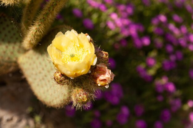 Yellow cactus flower