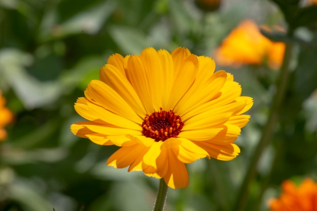 Yellow calendula flower