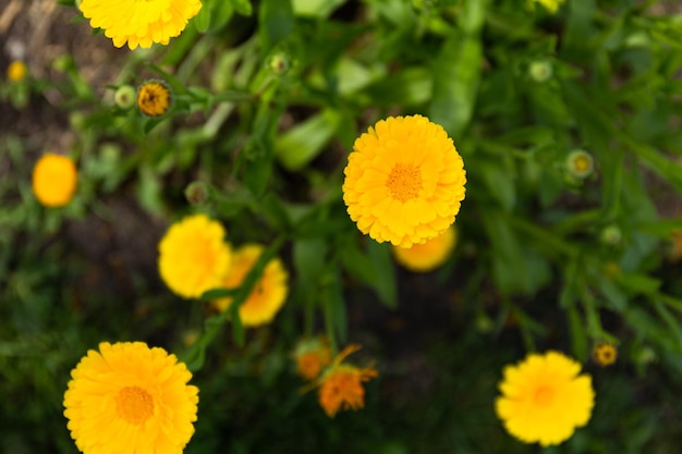 黄色のカレンデュラの花が日差しの中で庭に咲きます静けさのコンセプトトップビュー