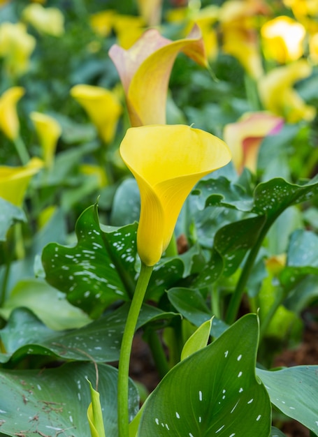 Yellow calla lilly flower close up