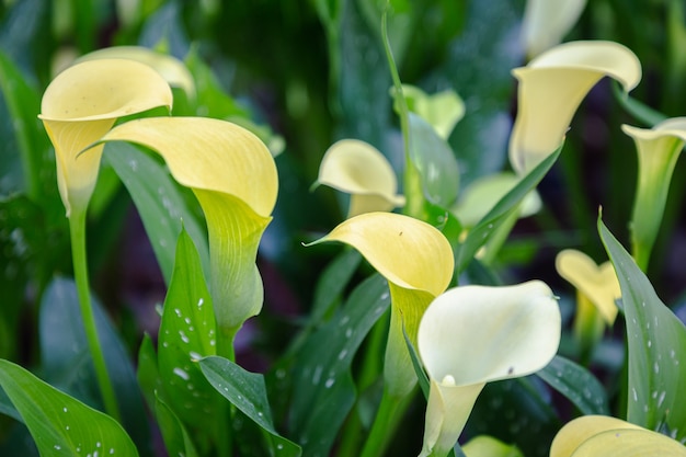 Il fiore giallo del giglio di calla ha archiviato il fiore nel parco al giorno di primavera