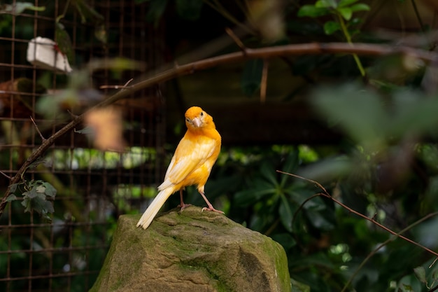 Yellow canary bird sitting on a stone outdoors between tree branches and green leaves