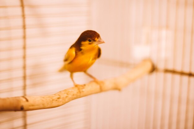 A yellow canary in a cage domestic songbird