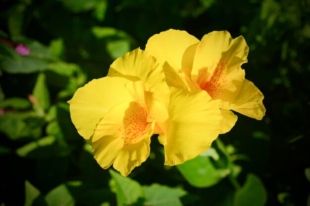 Yellow canna flower