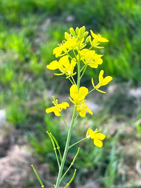 A yellow canola plant with a green field in the background