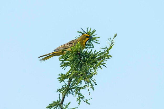 Yellow Cardinal Gubernatrix cristata Gevaarlijke soort in La Pampa Argentinië