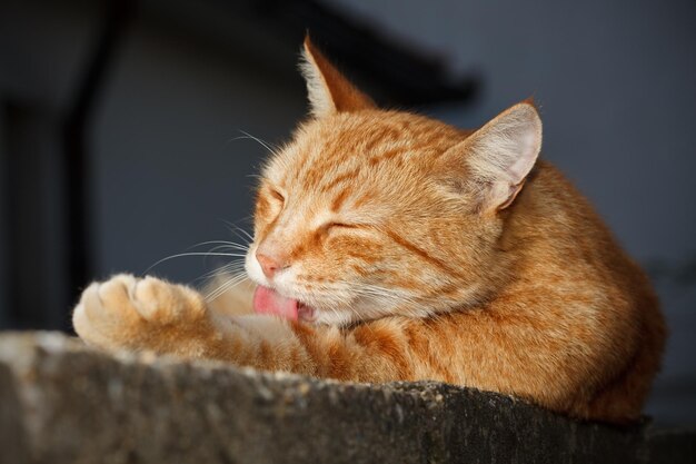 自分を掃除している黄色い猫