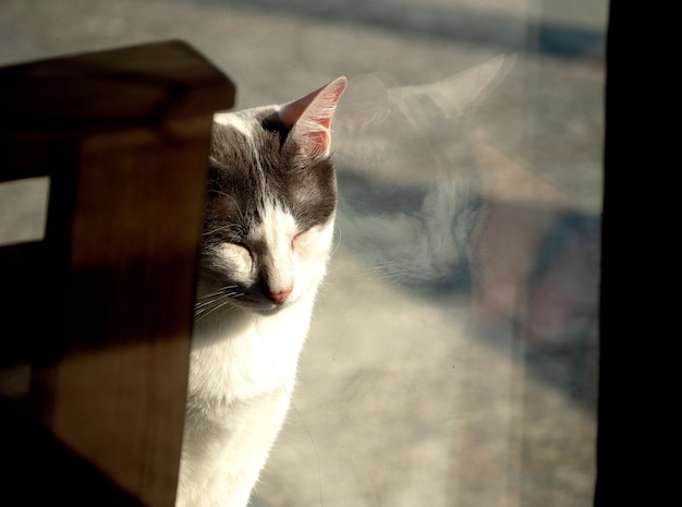 Yellow cat is sleeping in front of a window and see her reflection in the window