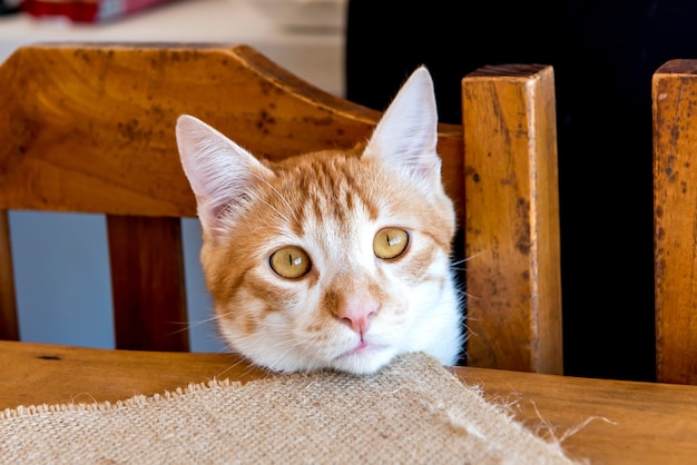 Yellow cat looking at camera with face on table yellow eyes