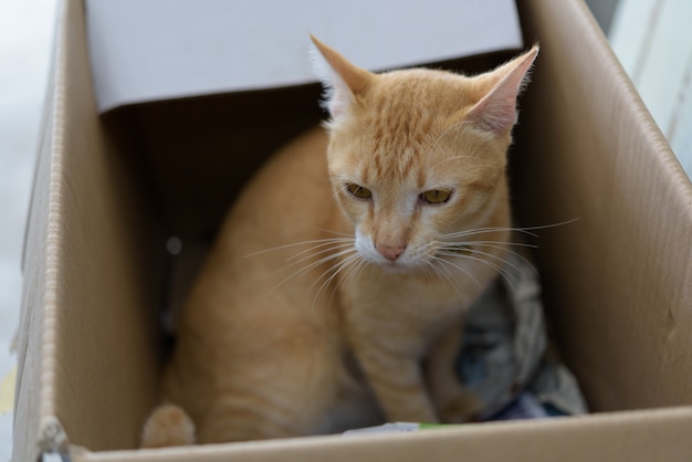 Yellow cat sit in brown paper box